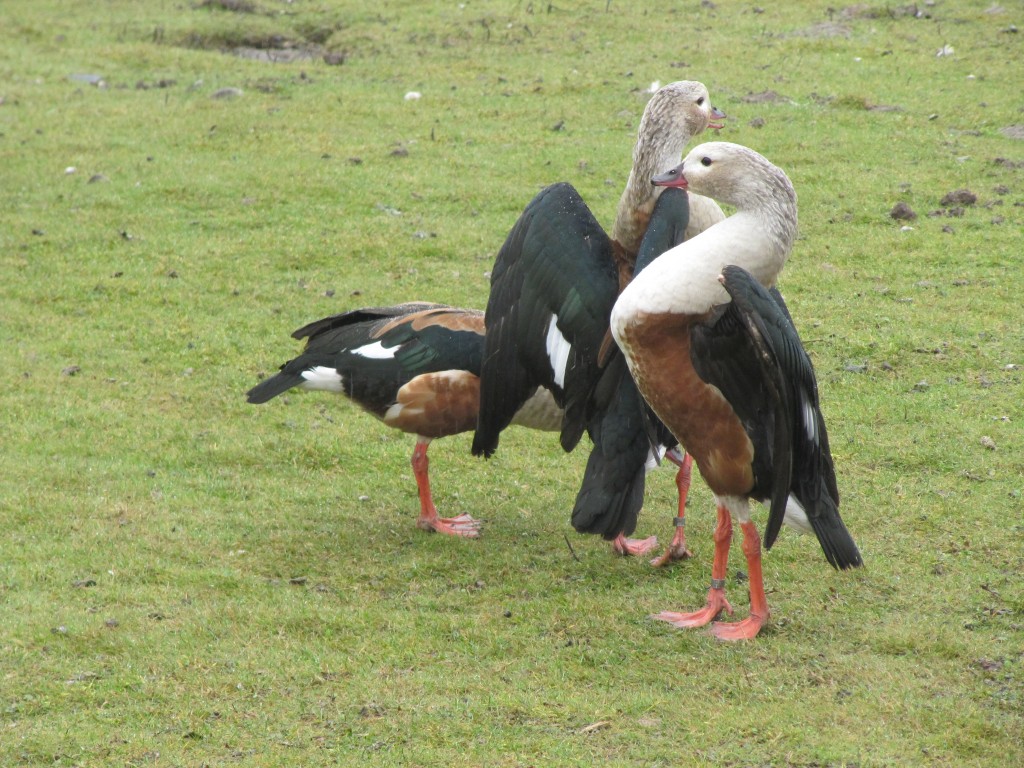 2 male Orinocos impress a lady.