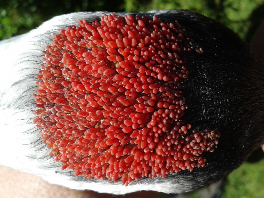 A red-crowned crane scalp.