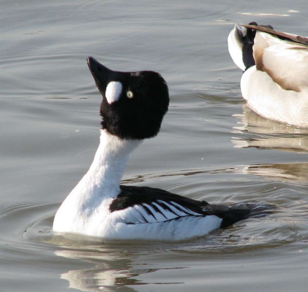 A male European Goldeneye.