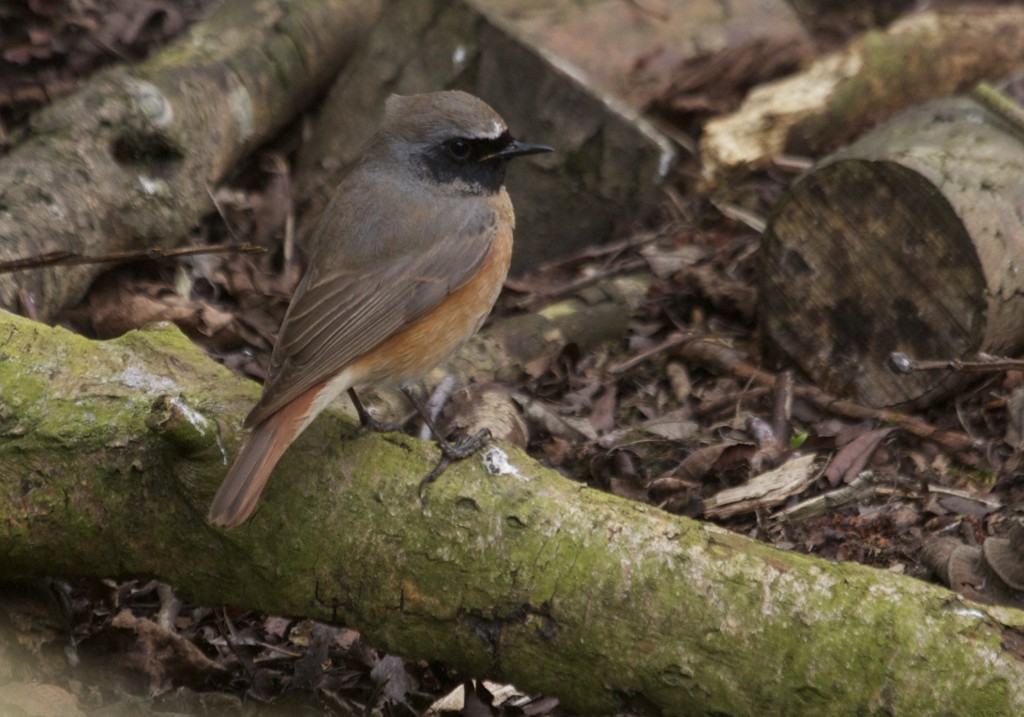 Male Redstart at Janet Kear Hide (T. Disley)