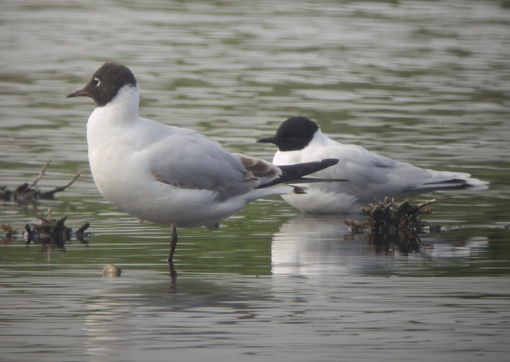 Ad or 3rd sum Little Gull with Black headed Gull on the Mere (T.Disley)