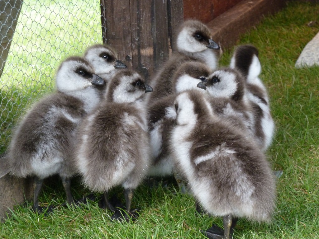 Greater Magellans playing it safe in the Slimbridge duckery.