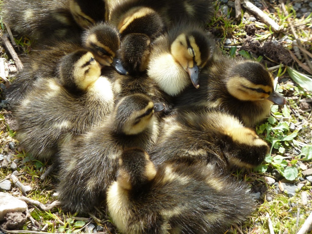 A bounteous brood of Mallard.