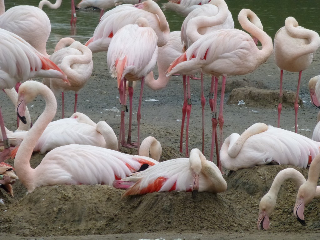 Look at those lovely nest mounds! The greater flamingos now in full breeding mode.  