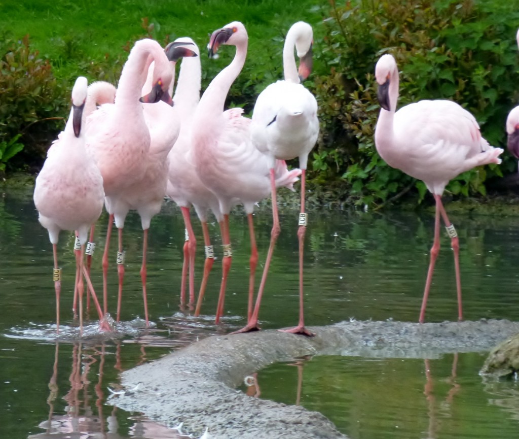 Marching lessers. Hopefully spurred on by their bigger cousins over the path. 