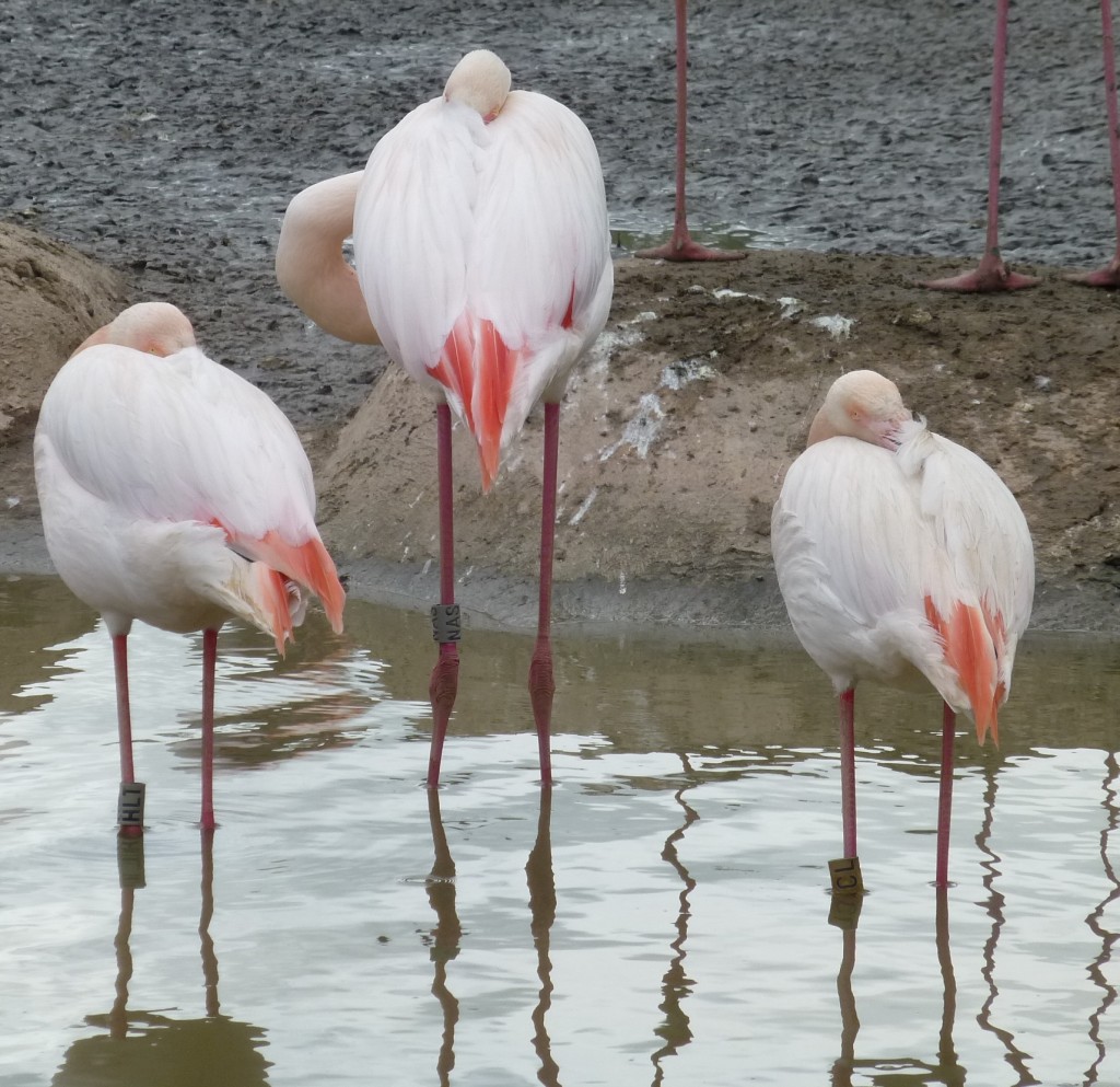 Husband and two wives? Or just good friends? The complex soap opera that is the flamingo flock...