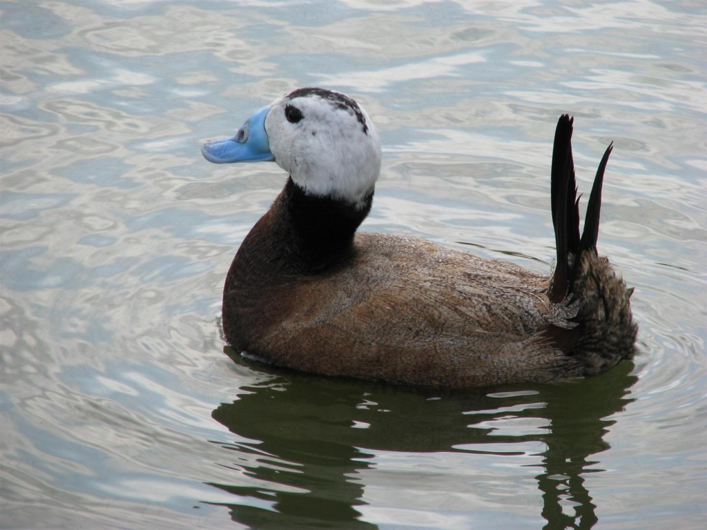 A male white-headed duck.