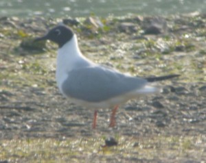 Bonaparte's Gull, MJMcGill