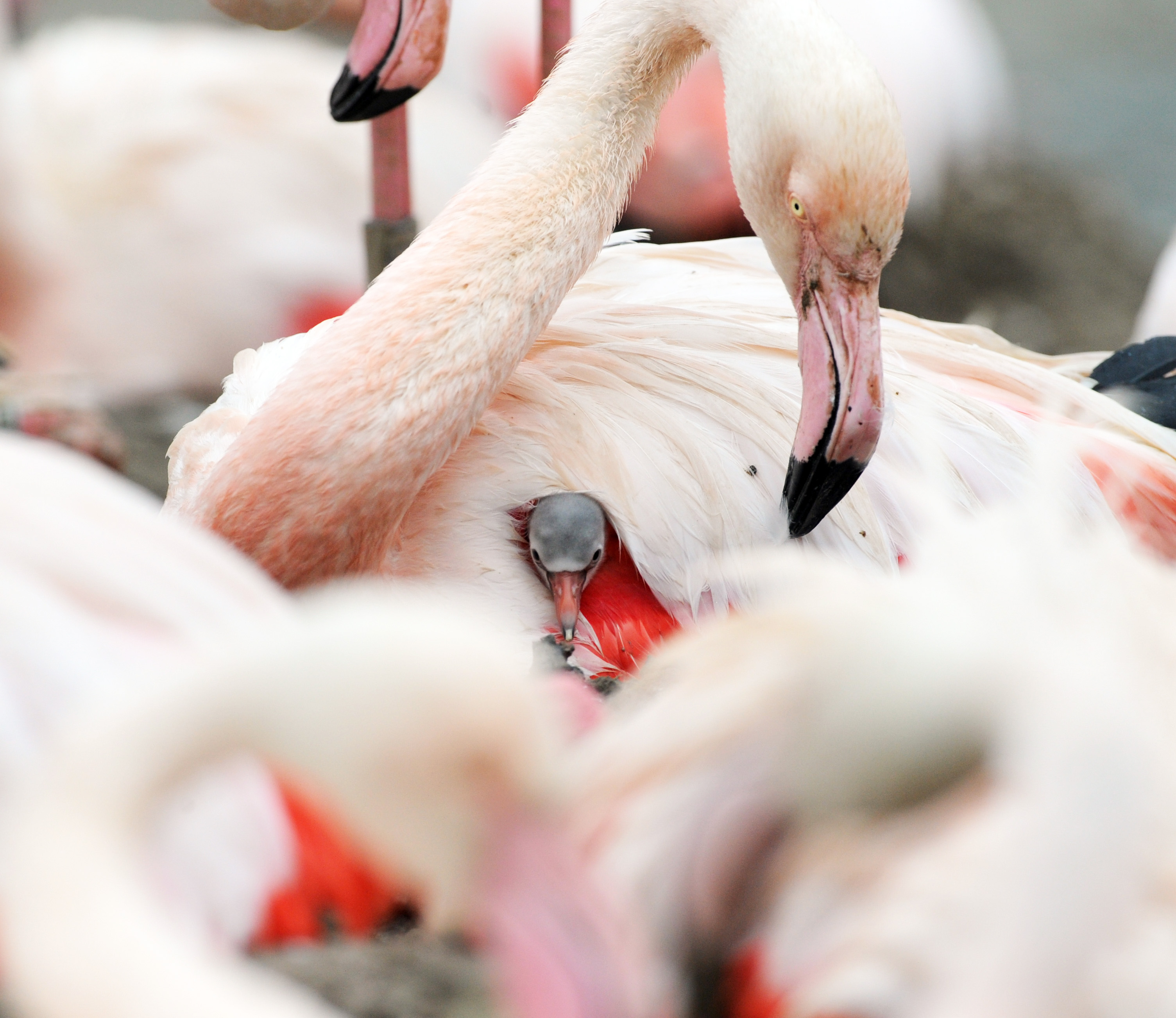 First Flamingo Chicks Of The Year Hatch At WWT Slimbridge | WWT