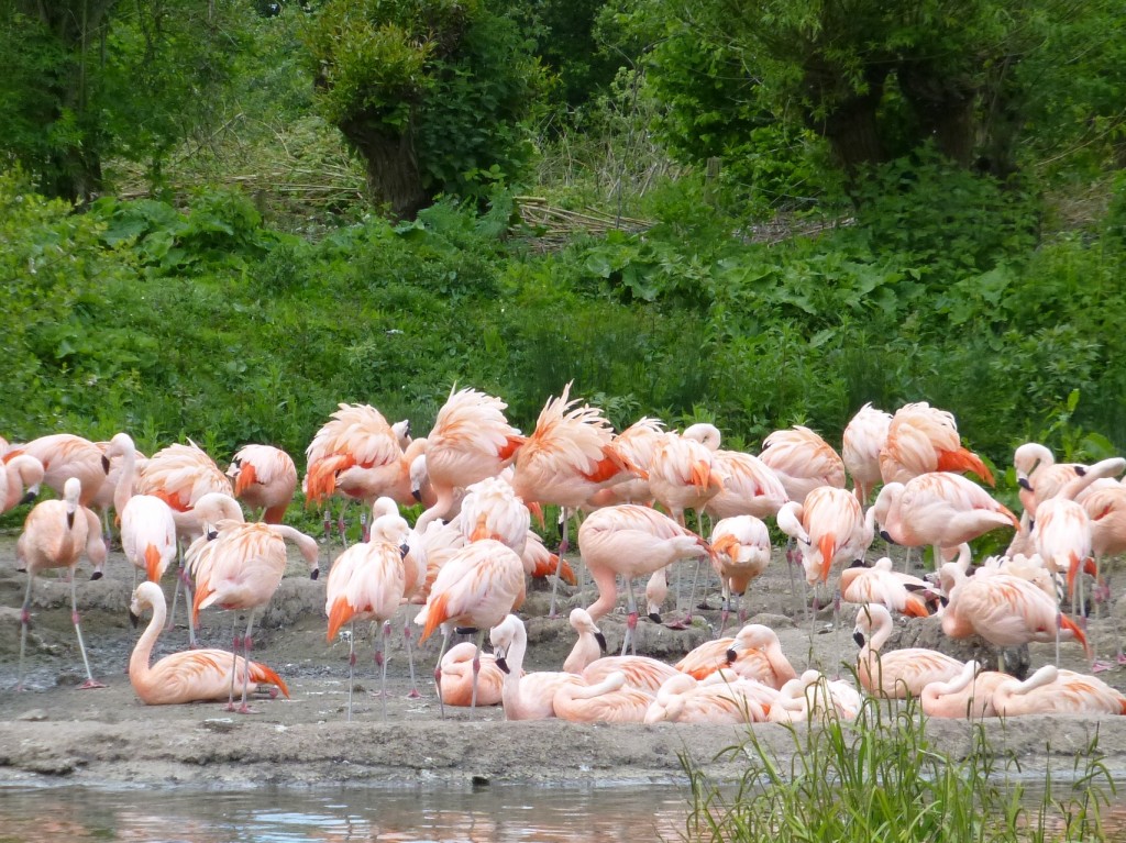 Spot the flouncy birds in the middle of the photo. The raised feathers and tall postures show that these Chilean flamingos are getting stroppy with each other over who gets what nest site. The first time I have seen that this year so far. It's a good sign for things to come.