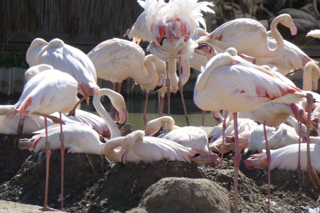 The greater flamingos have been excavating lots around their nest mounds and have managed to build them up to quite a height. Compare to the original height mound at the front of this photo. Move over Bob the Builder!