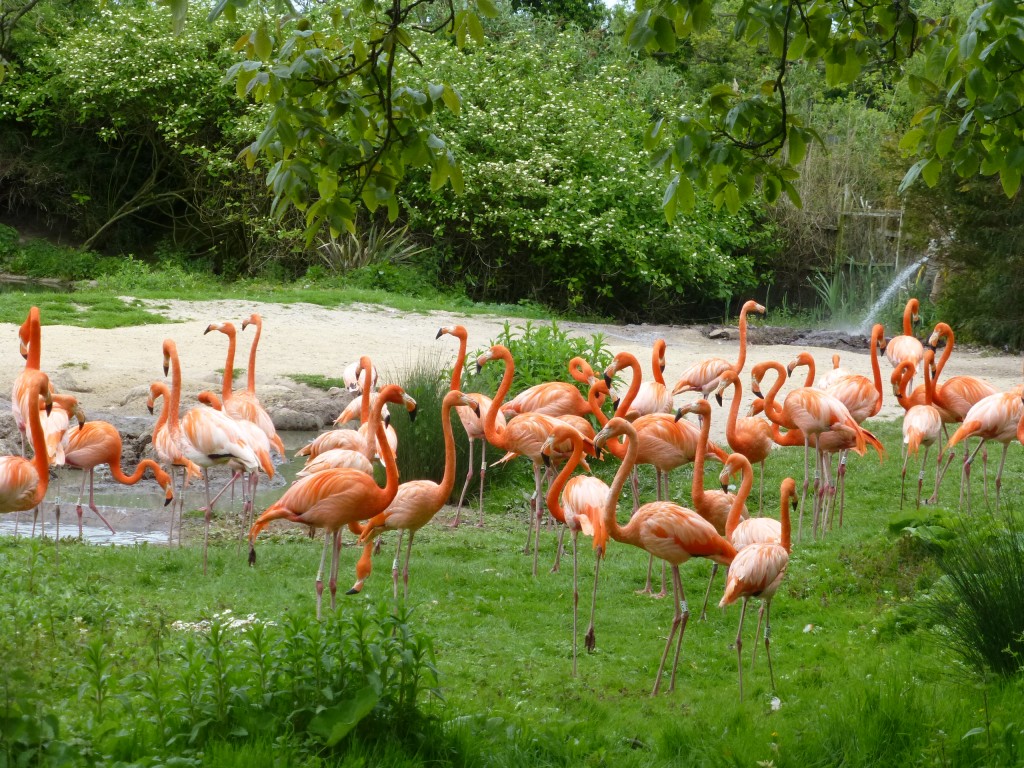 No, it's not a burst water main. Or someone in desperate need of the loo... The avics like to closely regulate the water levels around the flamingo nest mounds to get the mud and sand to the right stickiness. A sure way to get the birds in the mood for making mud pies!