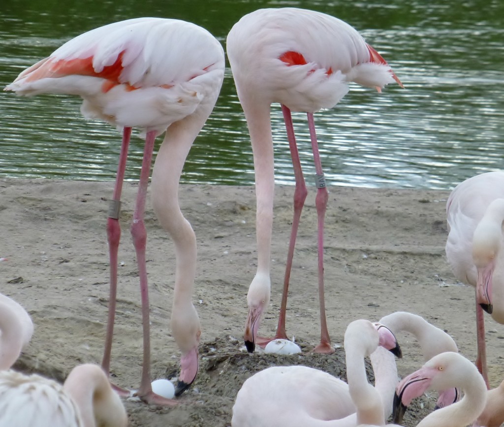 "Look at our lovely eggs". Two greater flamingos tend to their wooden eggs the same as they would incubate their actual one. The real egg gets given back to them as soon as it shows signs of being ready to hatch.