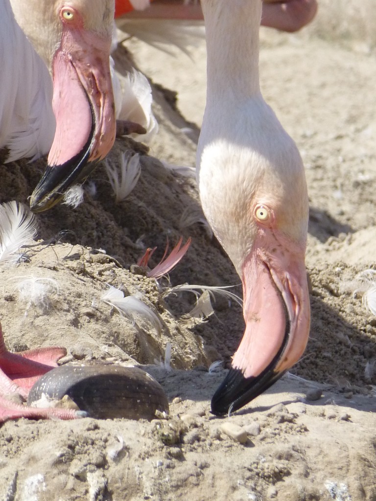 Any closer and you'd be helping these greater flamingo parents sit on their (wooden) egg! Flamingo Lagoon gives an unprecedented view of life in a flamingo colony. 