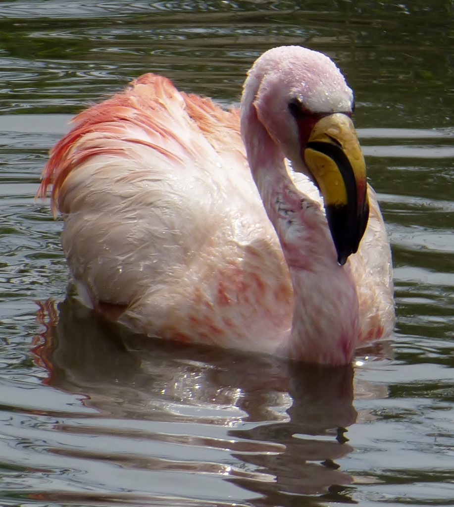 Bath-time for Mr James. Got to keep those beautiful feathers in top condition!