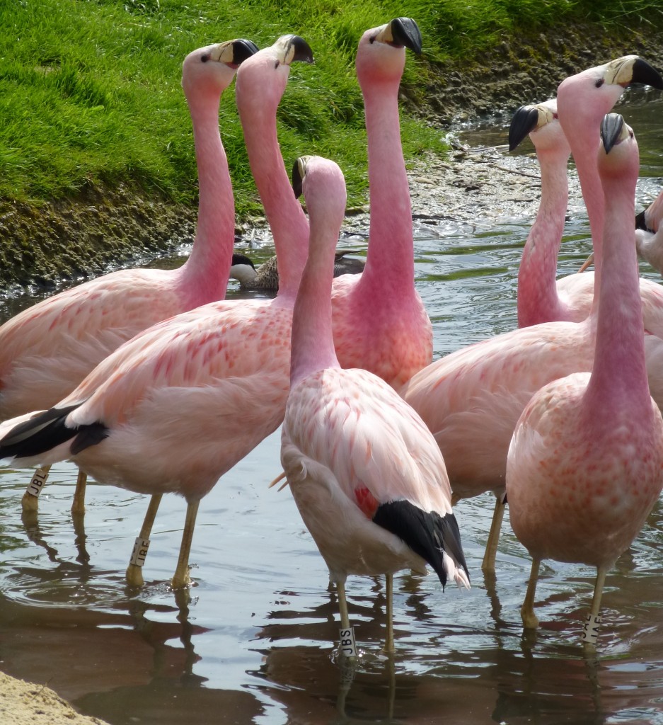 Look at them go! Twirling with their heads held high, the Slimbridge Andean flamingos belong on Strictly Come Dancing!