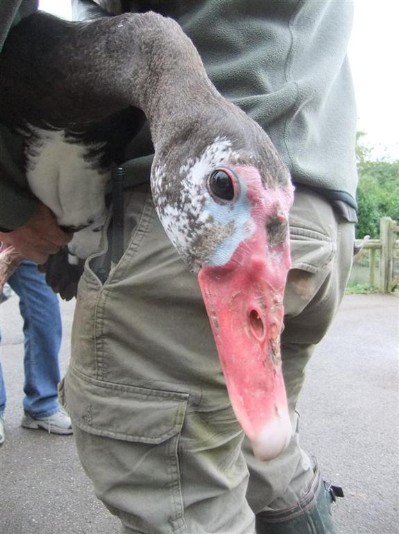 A male black spur-winged goose.