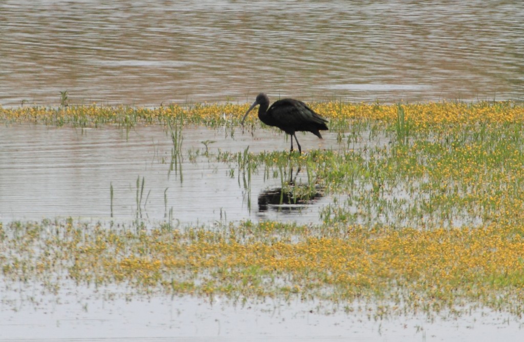 Glossy-Ibis-IMG_3298