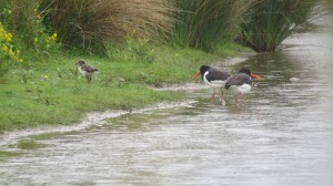 Oystercatcher chick and adults Wader Lake June 2014