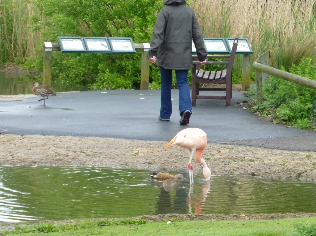 "LY" with the yellow ring band strikes out alone with the shovelers. Oblivious to visitors in the South American Pen. It's this kind of close encounter that makes animal collections like WWT Slimbridge so important. 