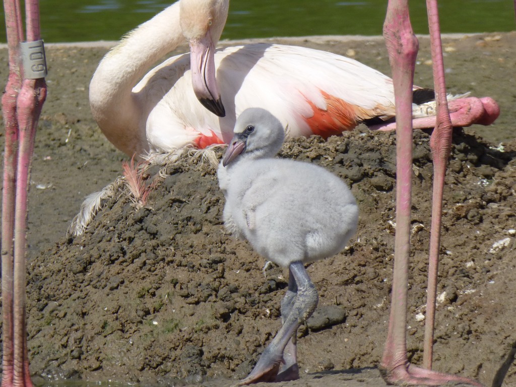 Starting to grow up... a brand new greater flamingo at WWT Slimbridge.