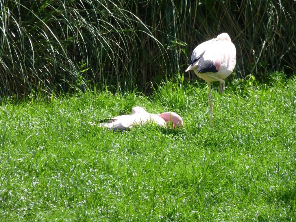 I think this is rather sweet. JAK likes to sleep sat down on the grass. JBC hardly ever does this but she will stand over her snoozing partner. Bless.