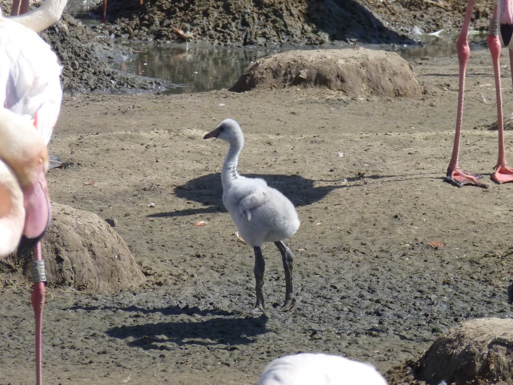 Sand is good for growing feet. The mountains of estuary sand heaped in to the flamingos' exhibits earlier in the year are now paying off. Healthy feet, clean enclosures, happy birds. These chicks will grow up big and strong :-)