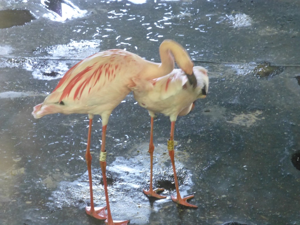 Trying for their own family? Lesser flamingos at WWT Slimbridge thinking about mating.