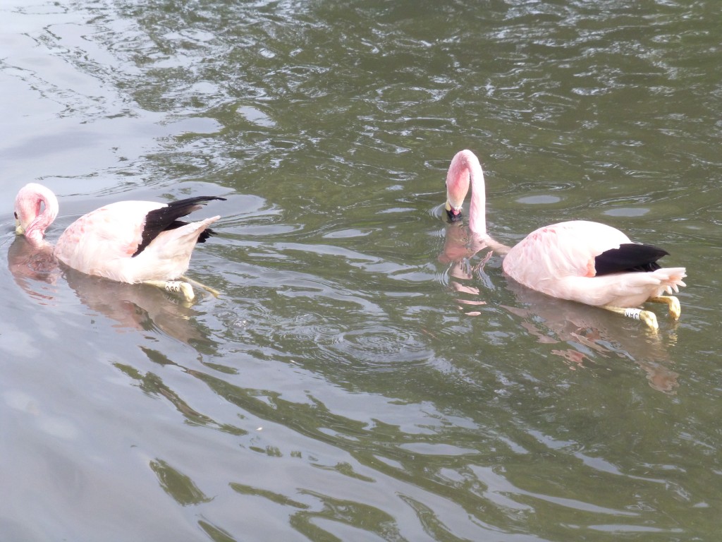 Again, to illustrate the strength of this bond between the birds. JAK and JBC go for a swim together. A good photo to show how flamingos are sexually dimorphic (the two sexes differ in size) as he, at the back, is much bigger than she is, at the front.