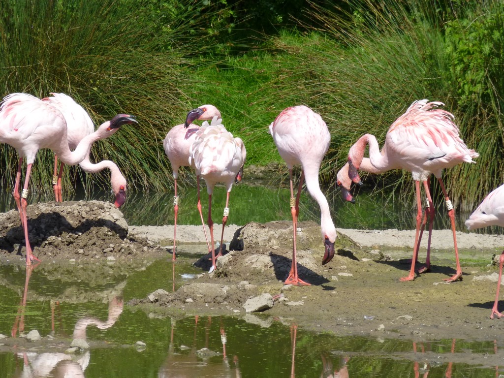 Normally quite relaxed about their social lives, it takes a bit of sand and a bit of sun for pair-bonds to really show up in the lesser flamingo flock. Here several pairs squabble over the best sandcastle to turn into a nest mound.