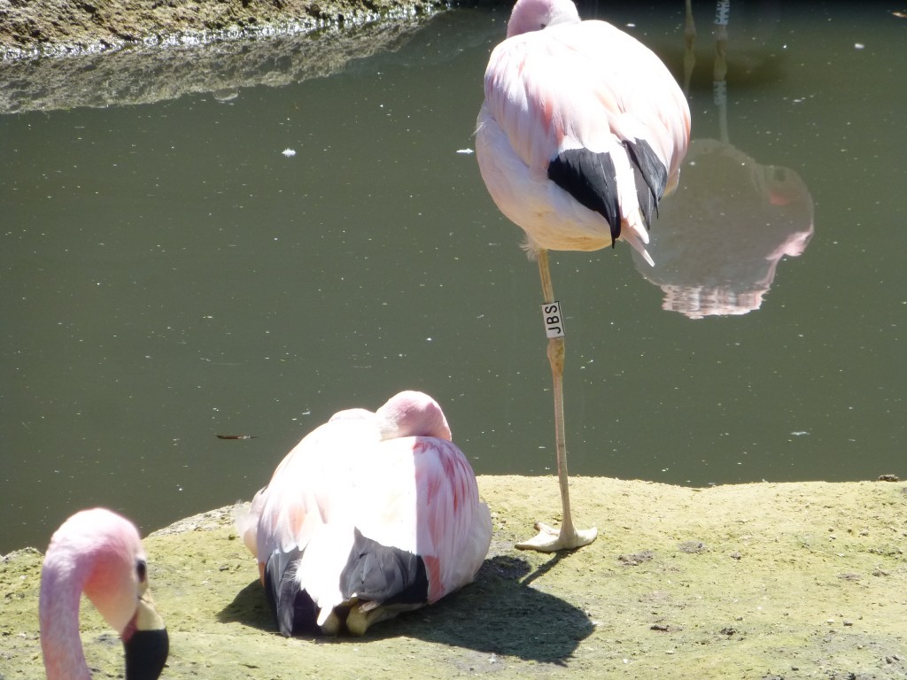 Maybe this is behaviour is a particular feature of this species? In another closely-bonded pair, JBH (the boy) sleeps sat down, whilst JBS (the girl) stands next to him.