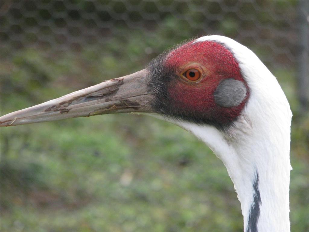 A white-naped crane.