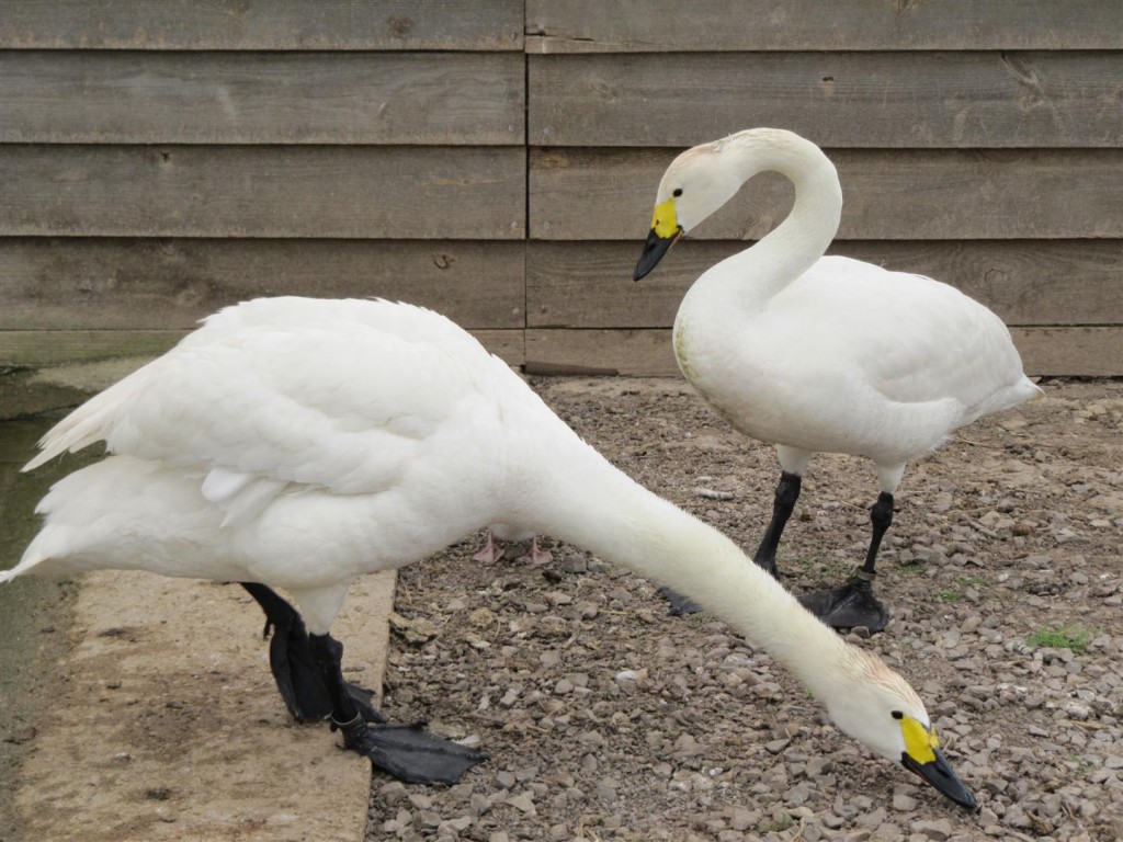 A male Bewicks swan puts himself between his family and me.