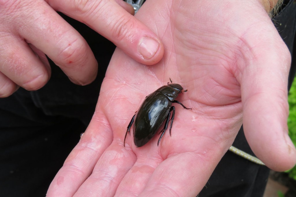 Great Silver Water Beetle was found in the Icelandic exhibit at Arundel wetland Centre