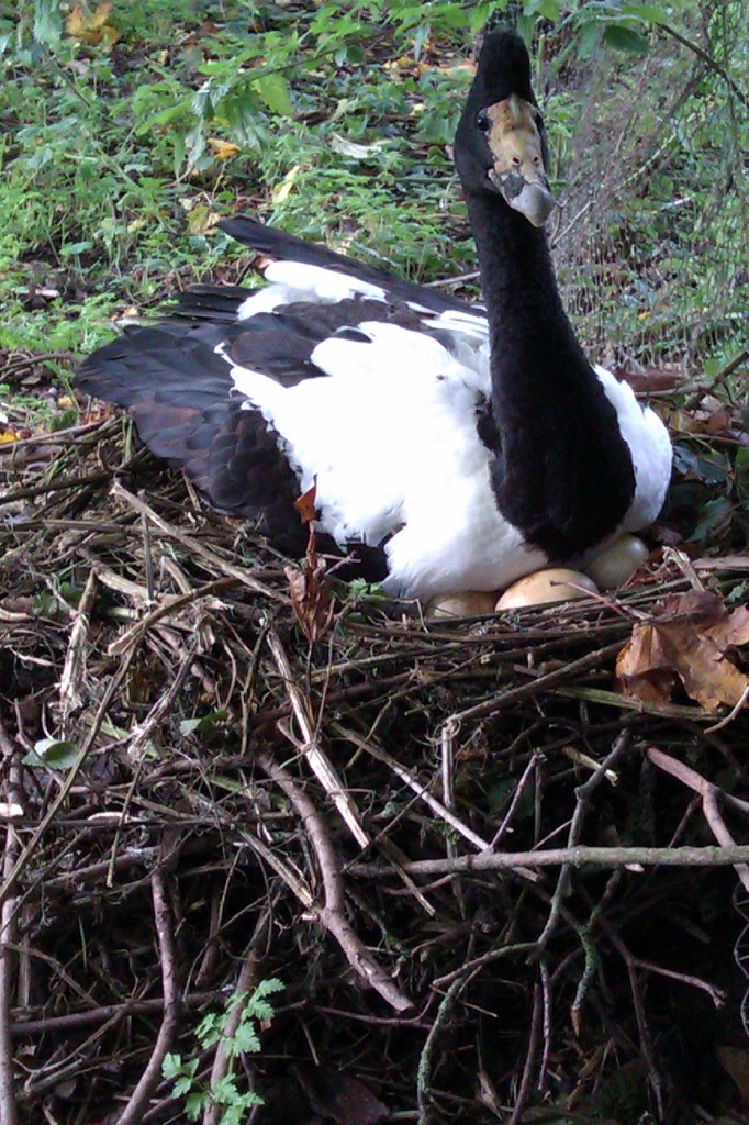 WAD taking his turn to incubate.