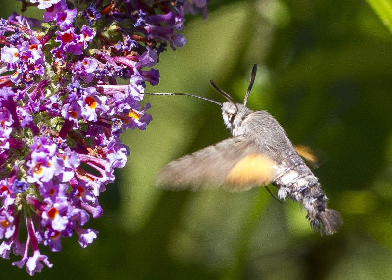 Hummingbird Hawkmoth