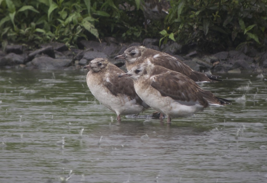 Some of the growing number of young Black headed Gulls  around the Mere (T. Disley)