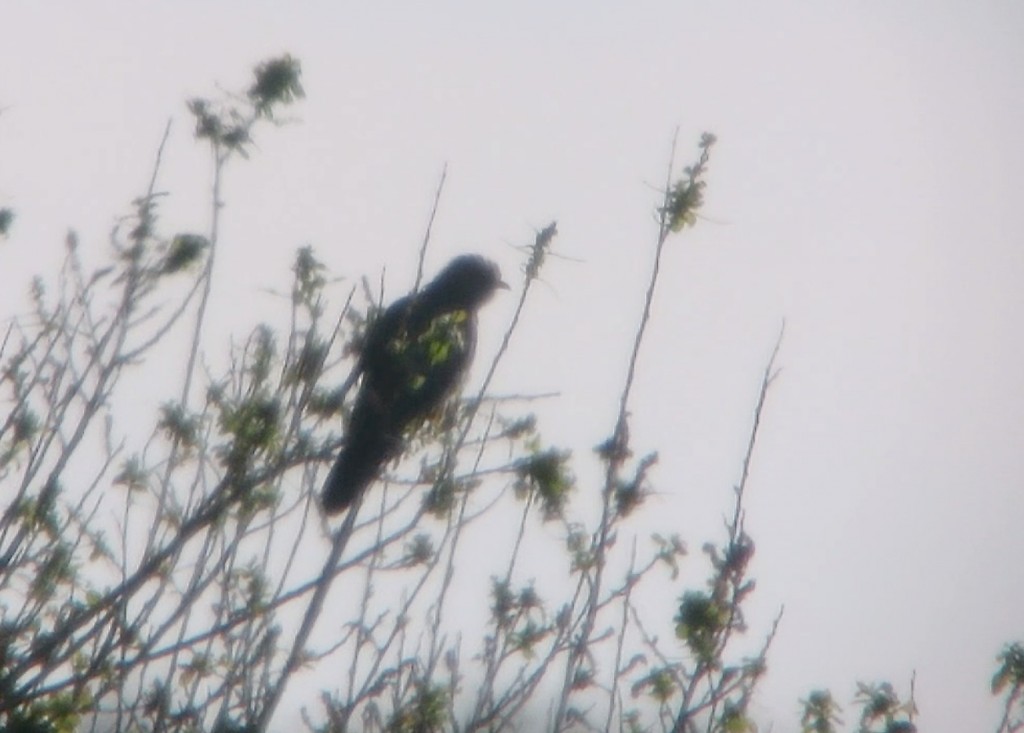 Cuckoo distantly at the back of Vinson's from Ron Barker Hide Saturday 5 July (T. Disley)