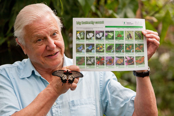 Sir David Attenborough launched the 2014 Big Butterfly count at WWT’s London Wetland Centre. 