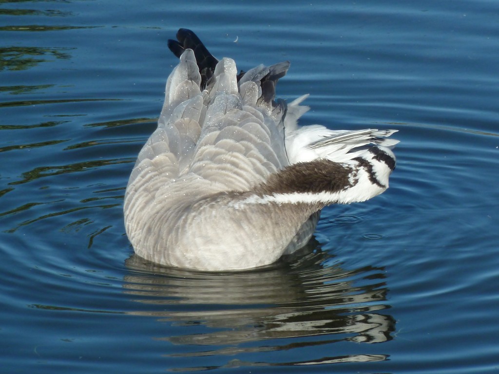 A Barheaded goose preening.