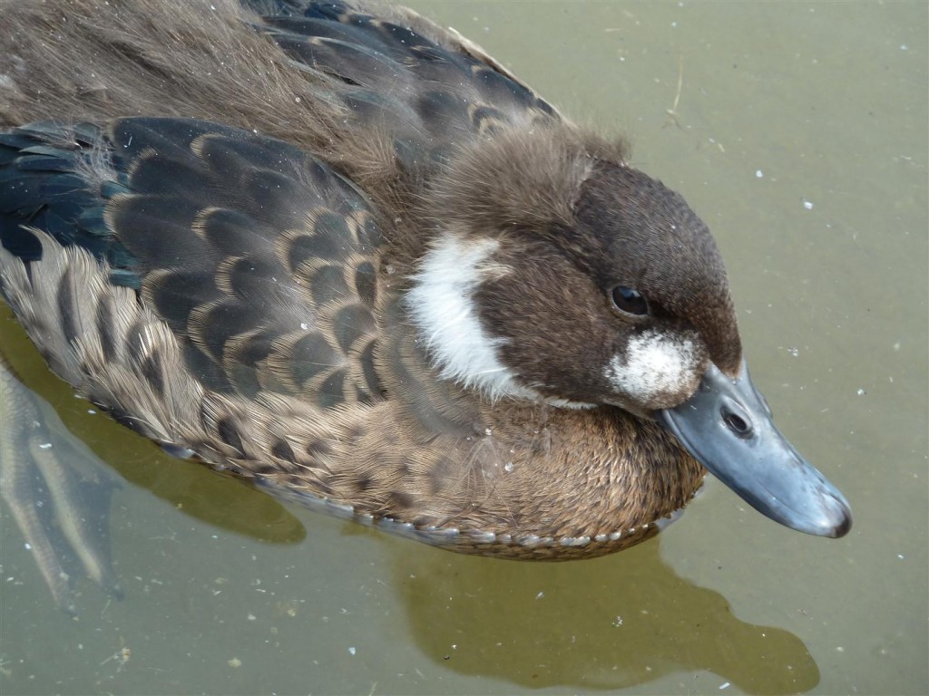 A Bronzewing with a stunning Mohican!