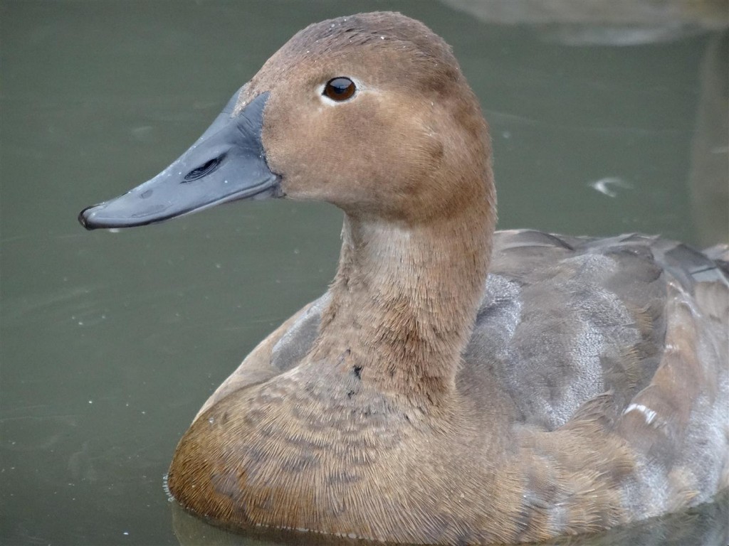 A lovely lady Canvasback.