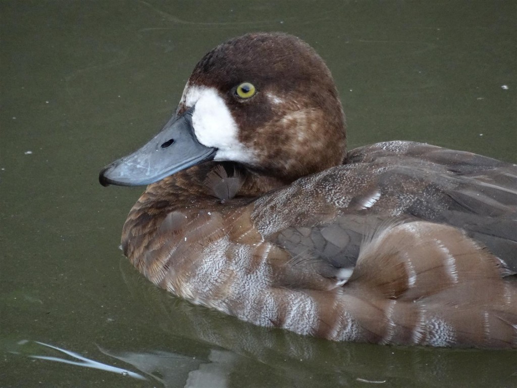 Which sex for this Greater scaup?