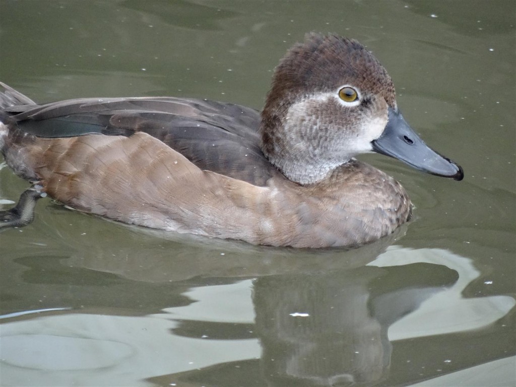 A ring-necked duck.