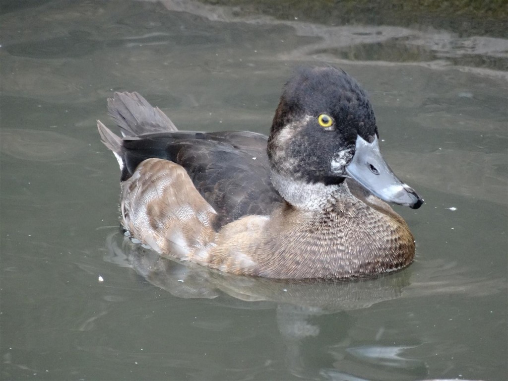 A male- clearly coming through.