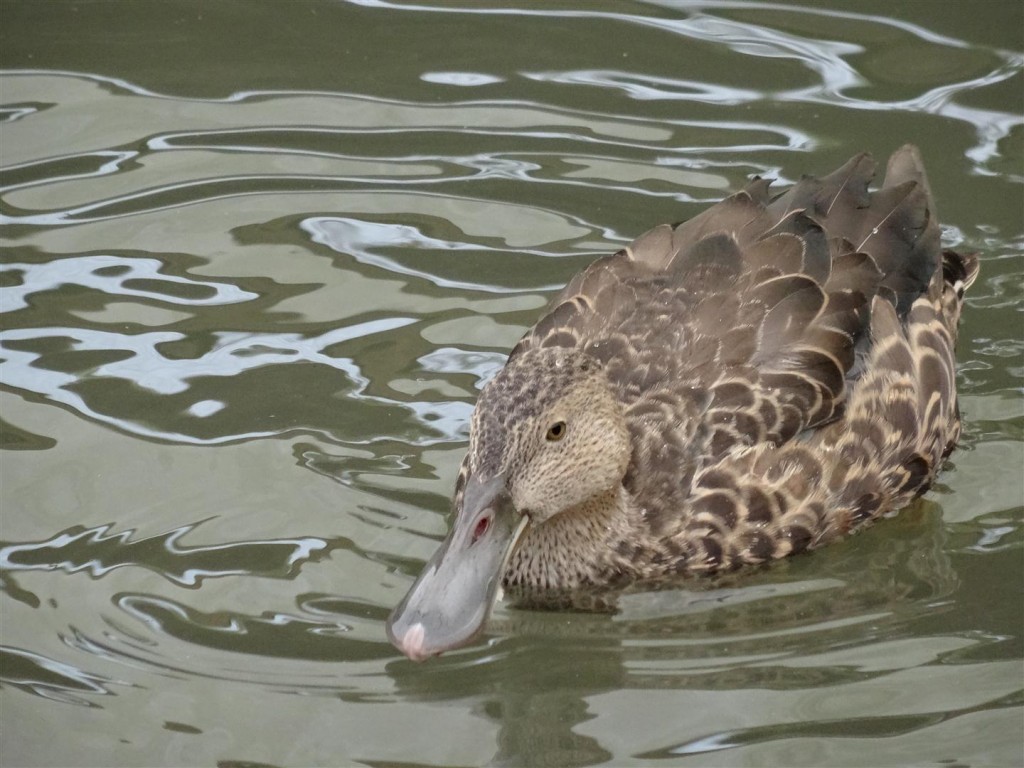 Yes, here's the female Cape shoveler.