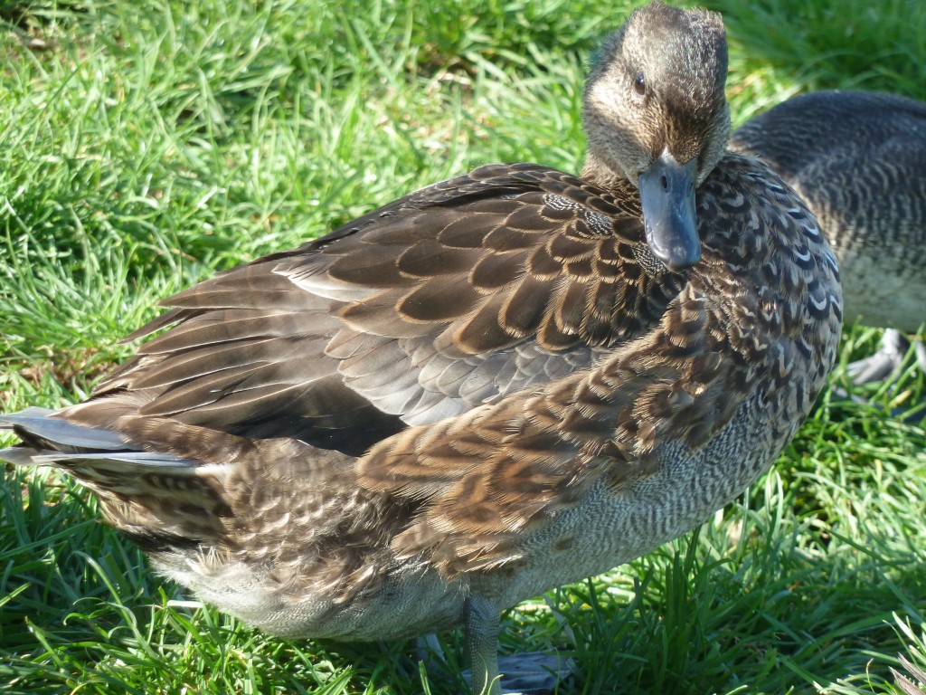 A male Falcated revealing his many textured juvenile plumage.