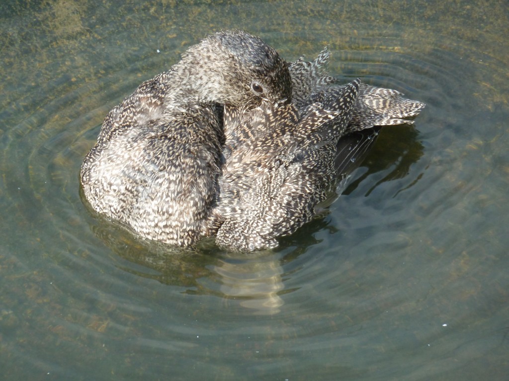 The elusive Freckled duck bath!