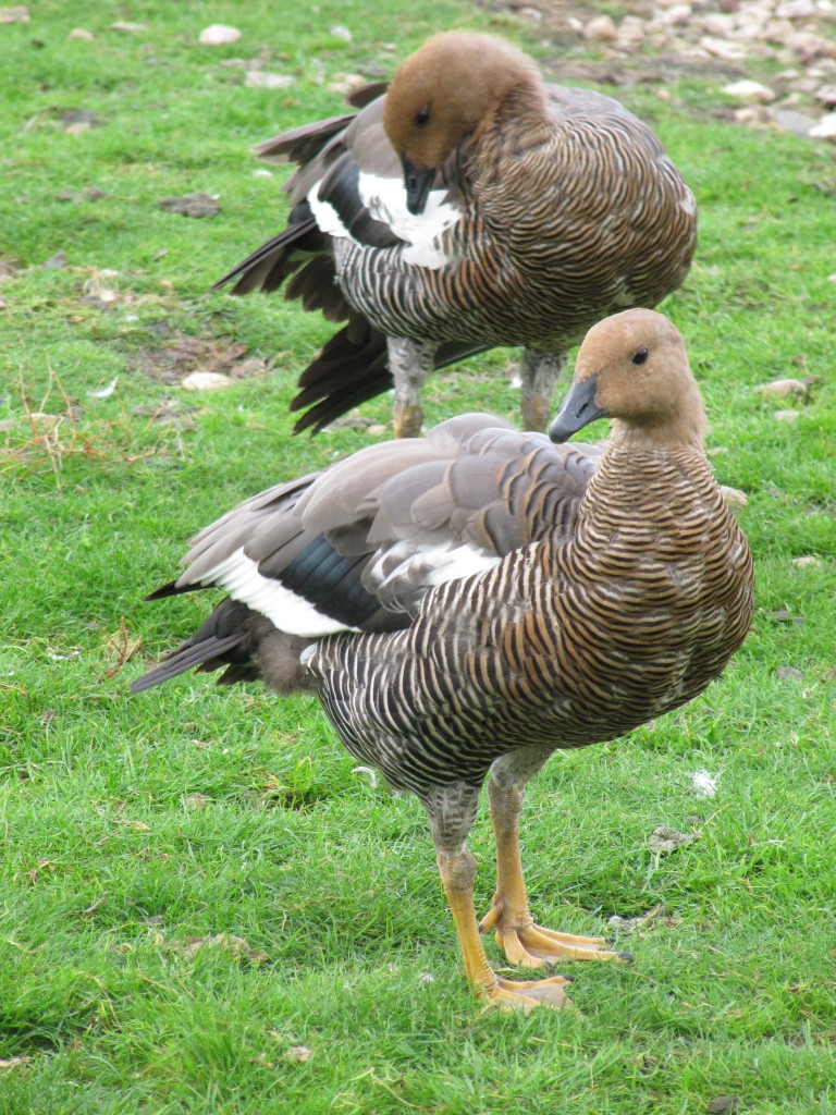 Two female Greater Magellans get to grips with their feathers post-bathe.