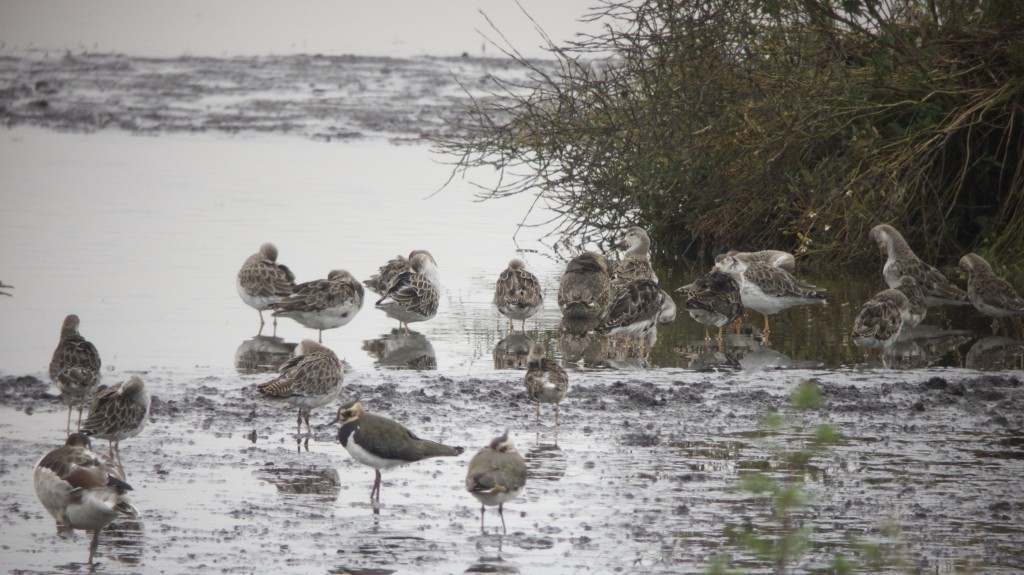 part of the flock of 31 Ruff (T.Disley)